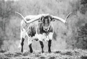 B&W longhorn