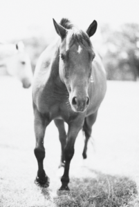 B&W horse print