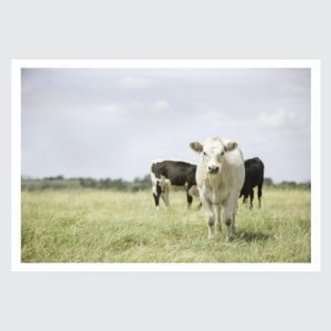 white cow in field