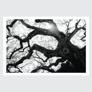 gnarled b & w tree
