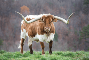 longhorn on hill