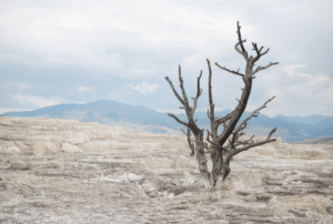 lone bare tree