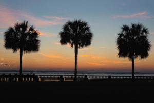 trio of palms