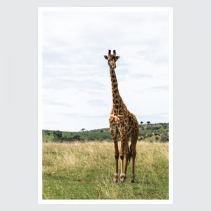 giraffe print