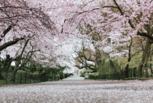 bridal path