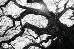 gnarled tree branches b&w