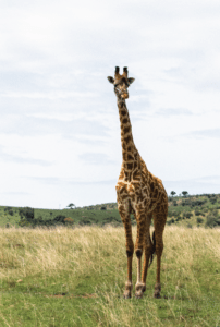 giraffe in africa