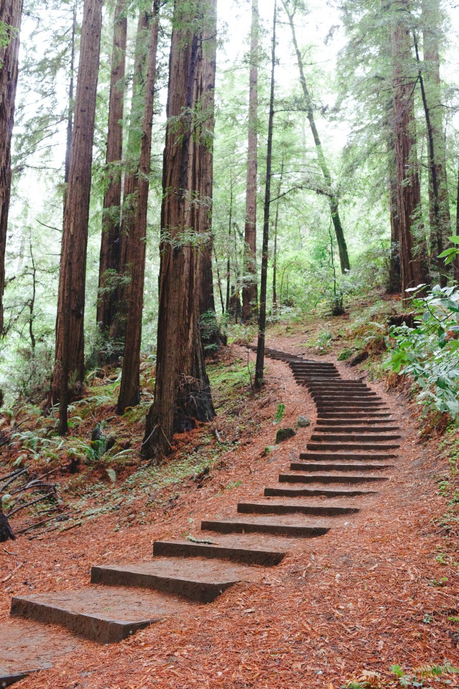 stairs in the woods