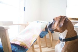 CC & Mike CC and Mike One Room Challenge Week 5 12