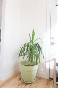 CC & Mike CC and Mike One Room Challenge Week 5 8